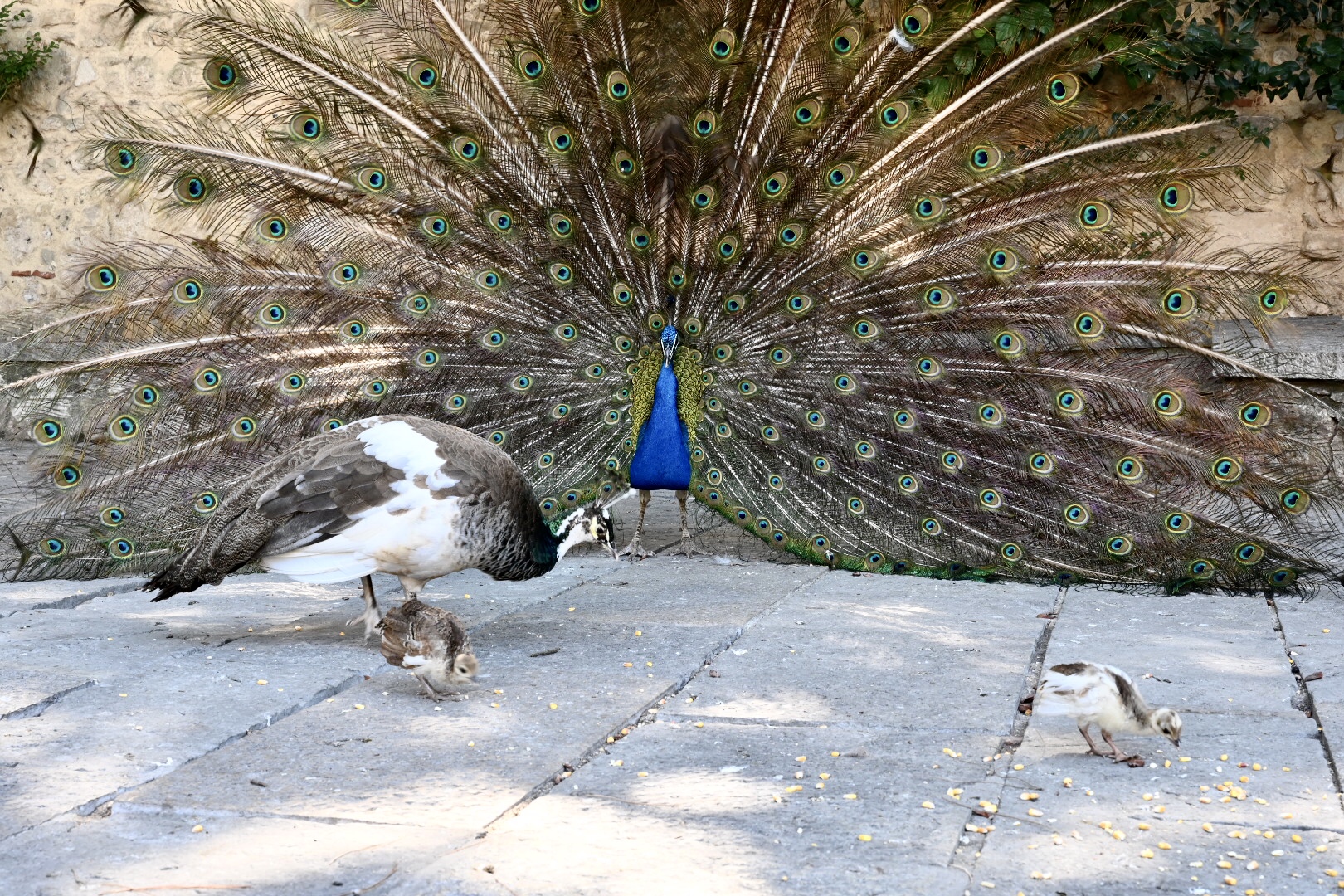 Castelo de São Jorge
